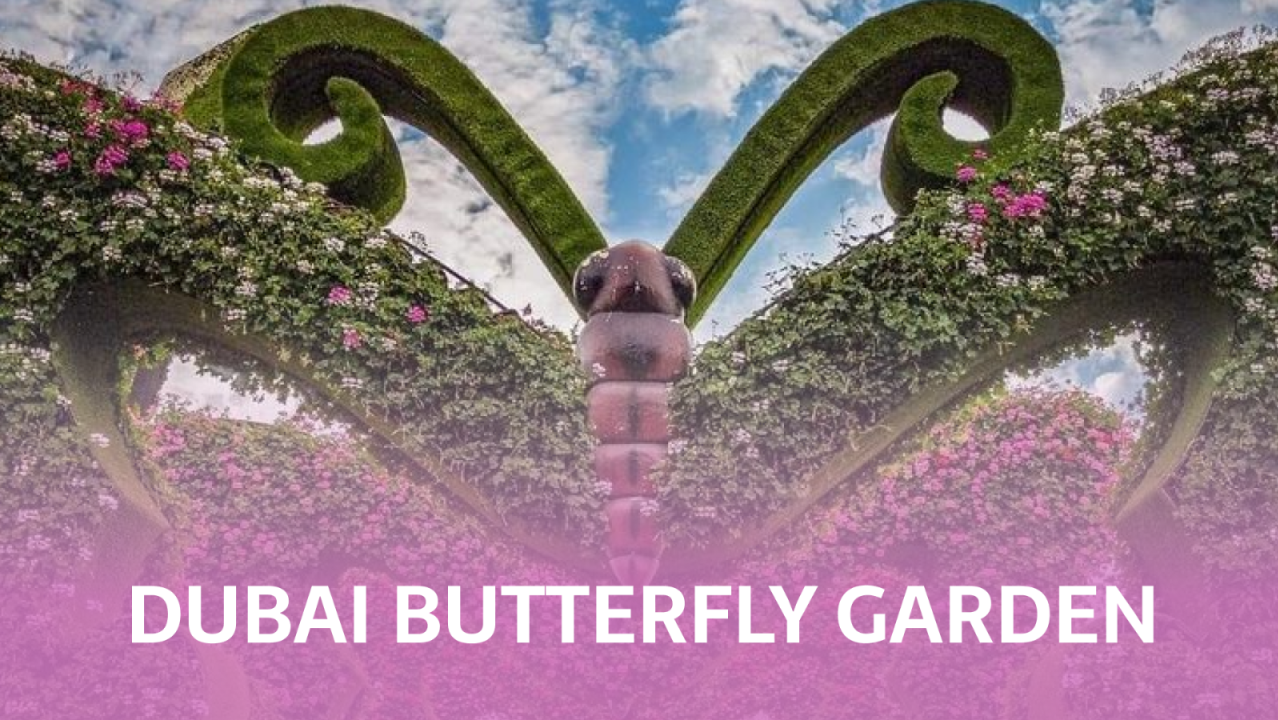 Dubai Butterfly Garden - General Admission