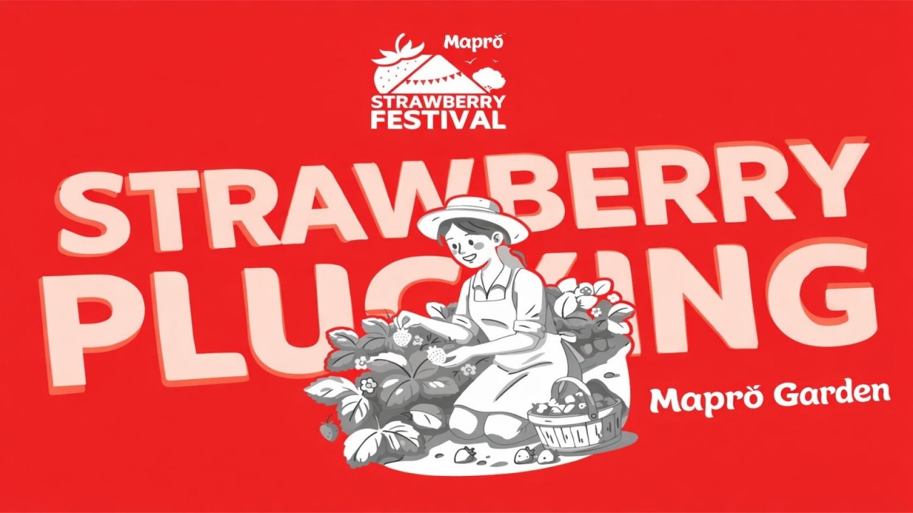 Mapro Strawberry Plucking Experience