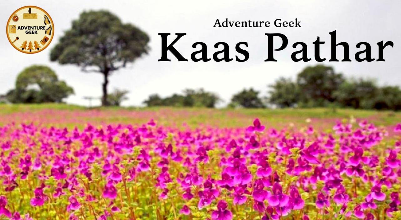 Kaas Pathar - Valley of Flowers