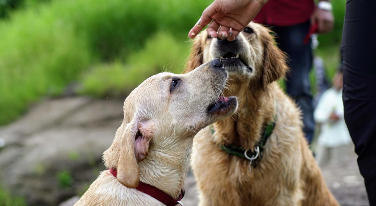 Raise a peace-loving dog