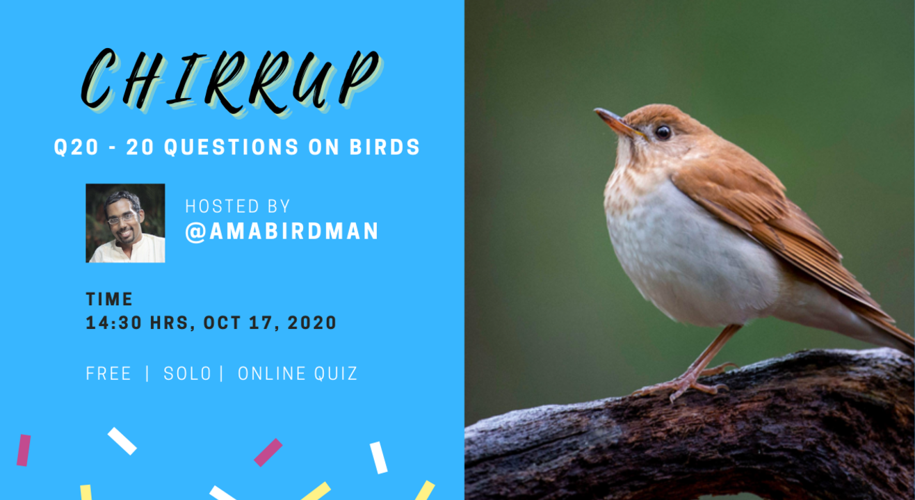 Chirrup - The Birds Quiz 🦉