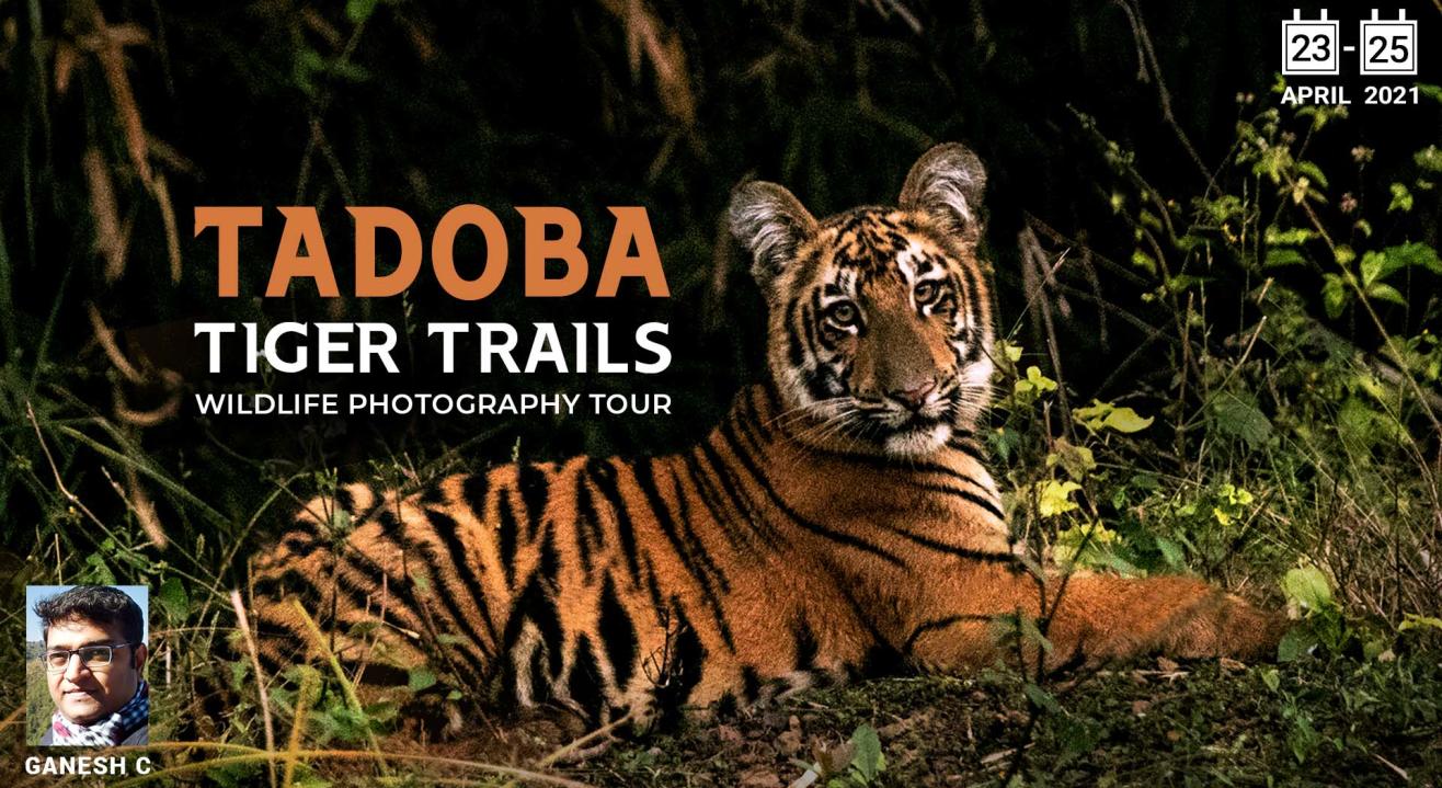 TADOBA WILDLIFE TOUR