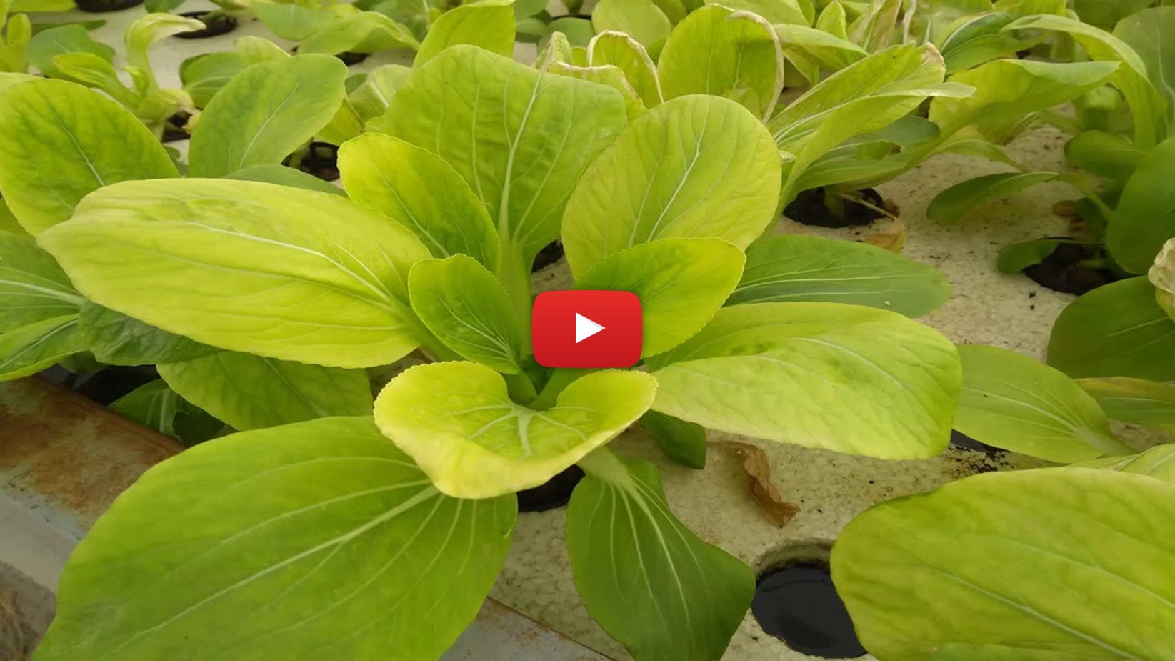 Aquaponics Farming Training Online Advanced Commercial