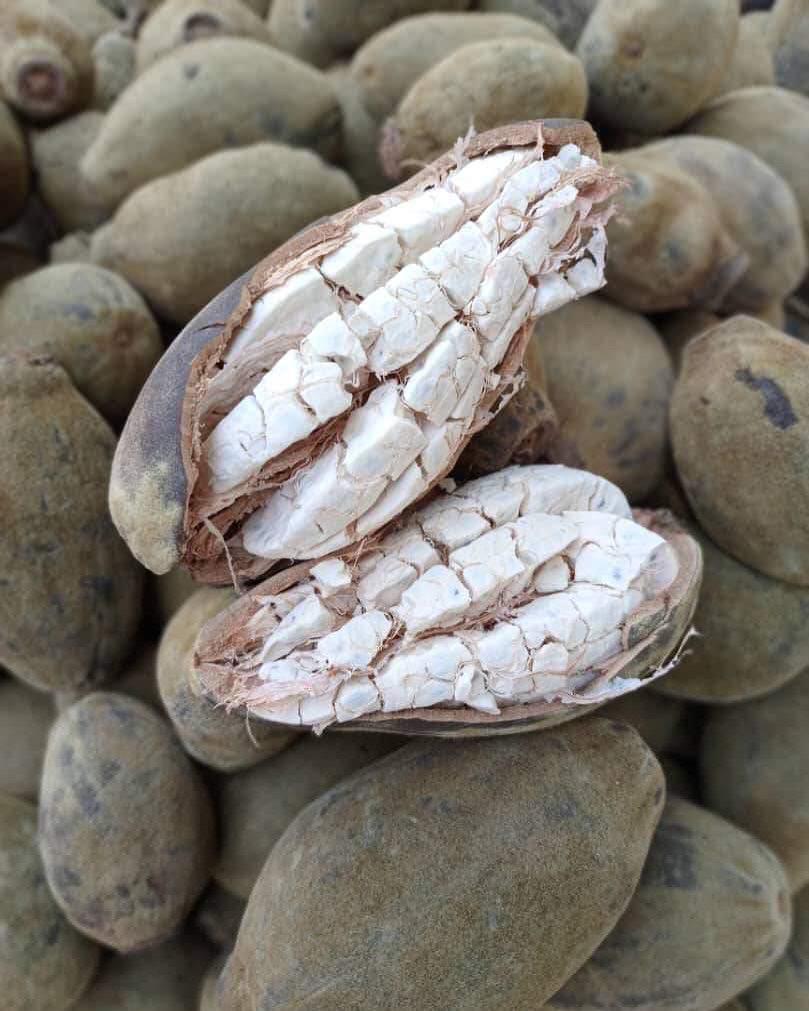 Real baobab fruit pod showing natural pulp texture