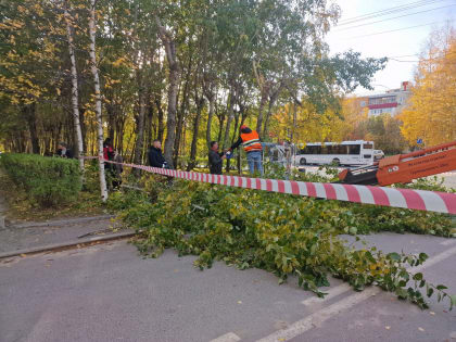 Сургут: Обновление крон тополей для безопасности и красоты города