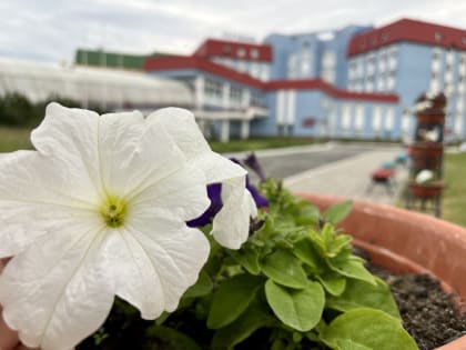 На территории детской окружной больницы цветочное обновление