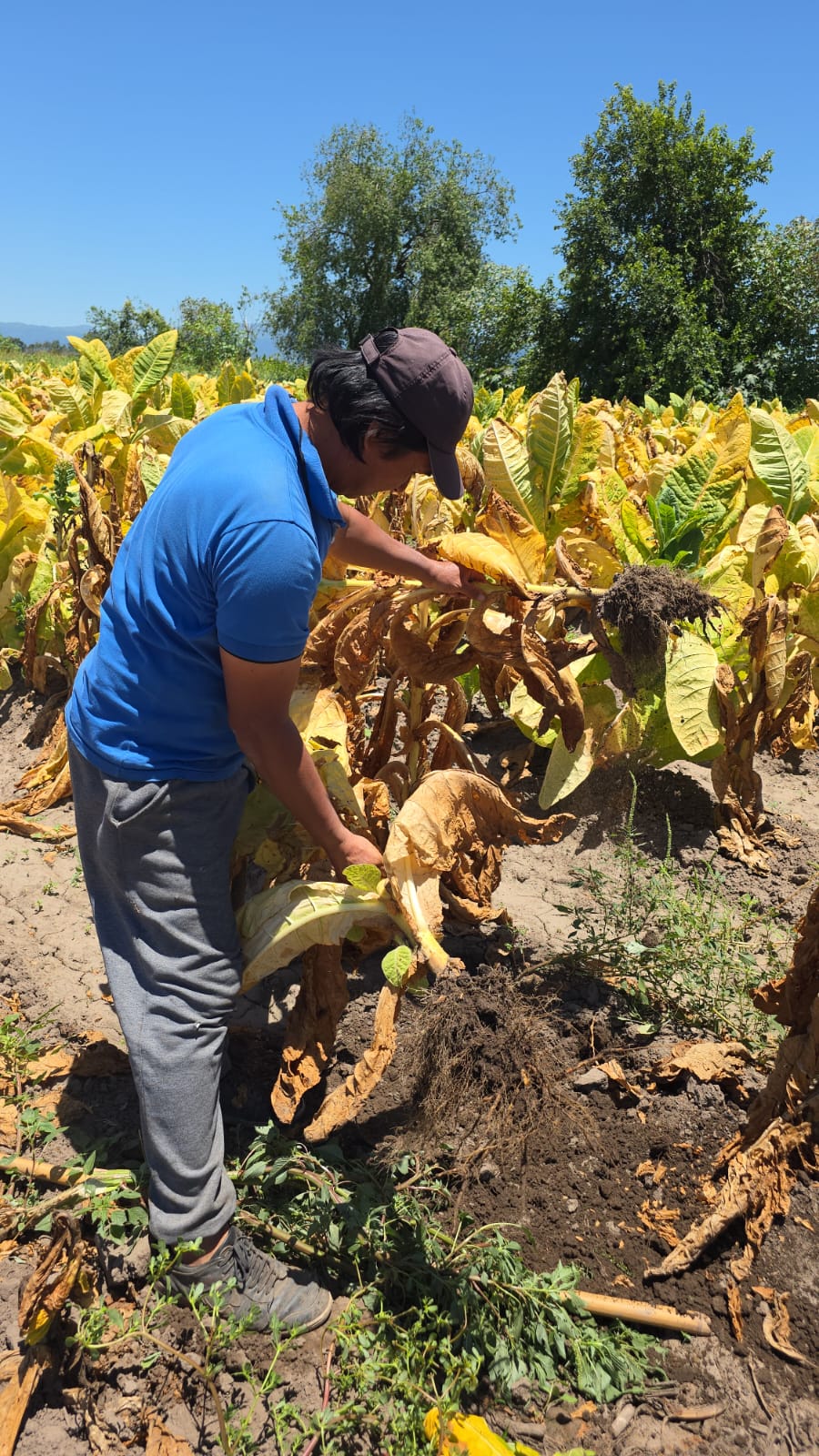 Productores tabacaleros advierten que el precio actual “no cubre los costos” y reclaman pagos urgentes