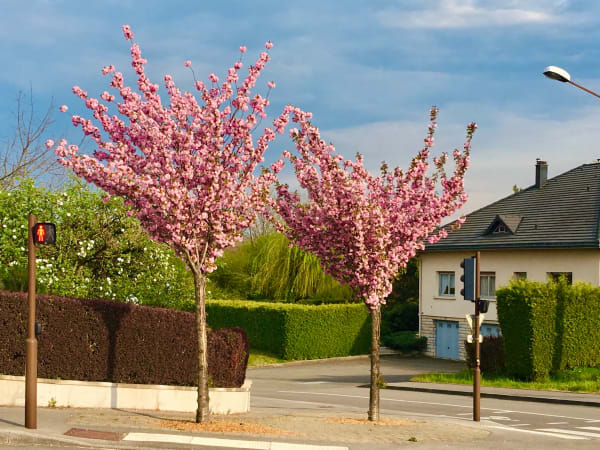 Japanese Cherry blossoms in France