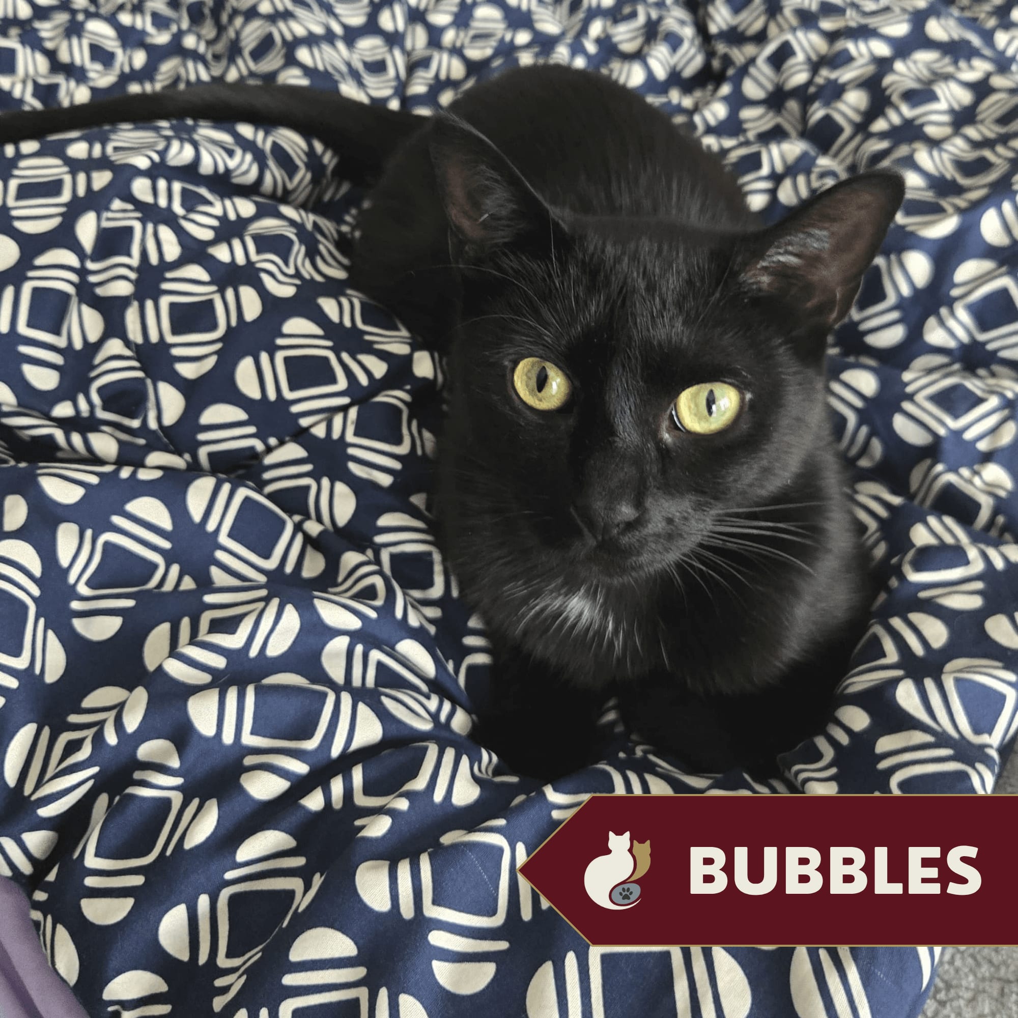 Bubbles