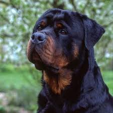 Foto de Rambo