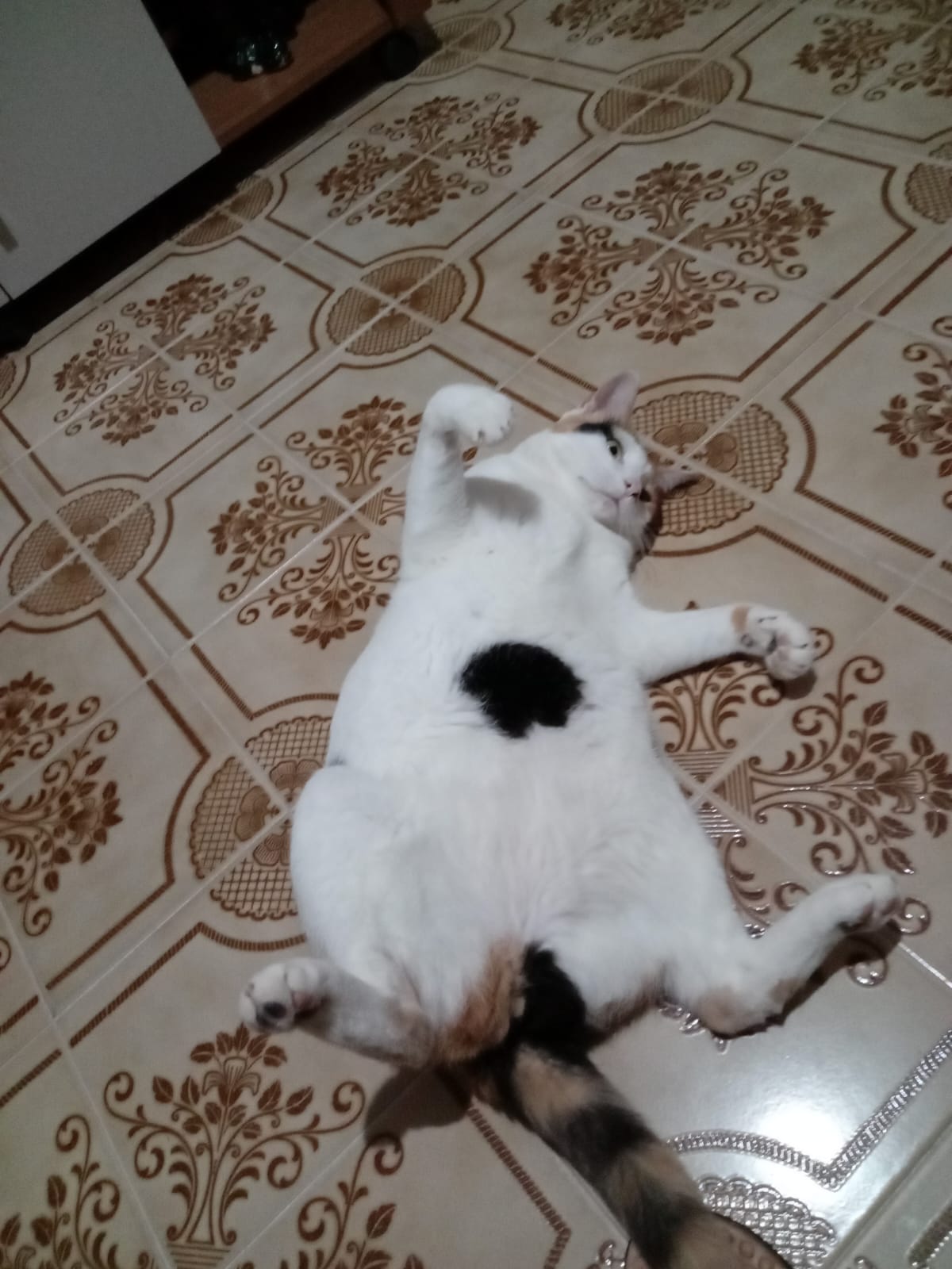 Vem quente que eu tô fervendo de vontade de morder o pé de algum humano atrevido...