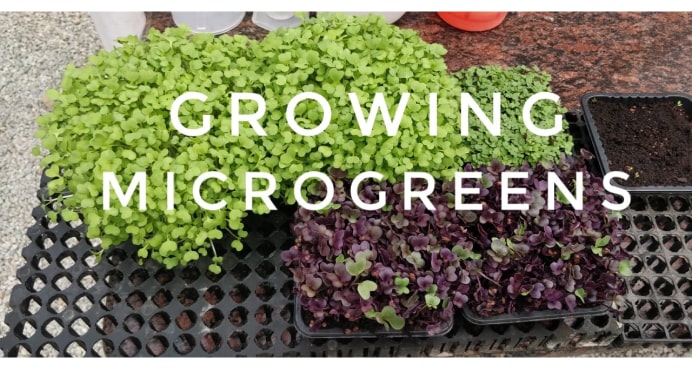 Step by step guide on how to grow microgreens with pictures