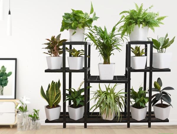 Bring Home Top 12 Air Purifying Plants recommended by NASA