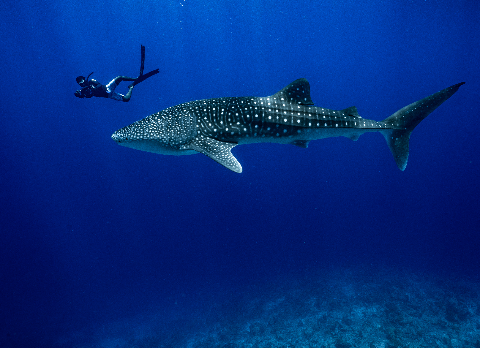 Maldivian Moments: Dive Duo Edition