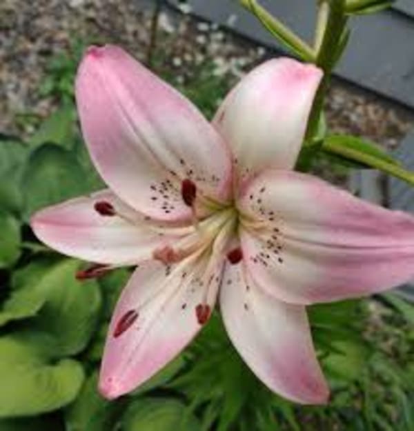 Lily