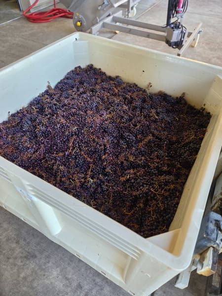 A white harvest bin heaped with freshly destemmed dark Gamay grapes on the crush pad