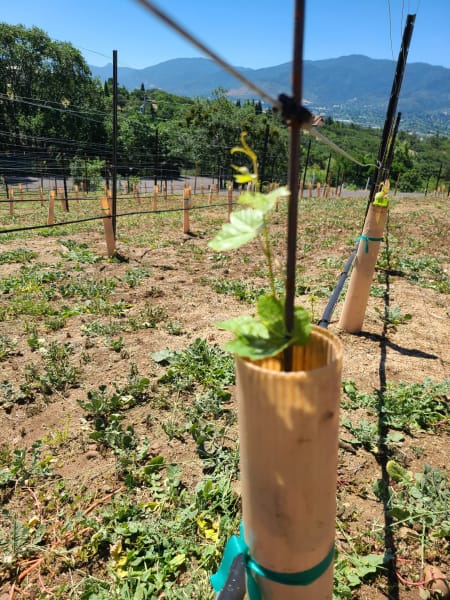Young grapevine growing in a protective tube in a vineyard row, mountains in background