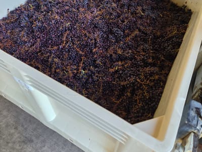 Harvest 2026, photo 1 of 11