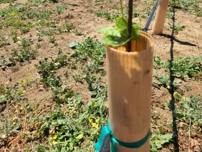 Young grapevine growing in a protective tube in a vineyard row, mountains in background