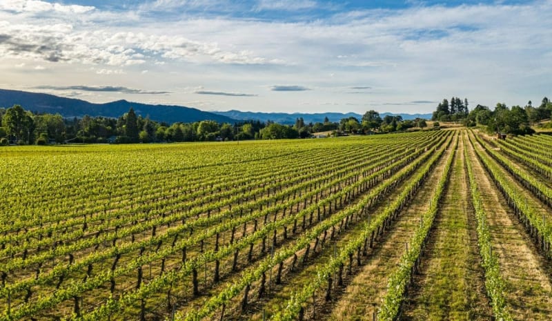 Aerial view of vineyard rows on a hillside with distant mountains and blue sky with clouds.