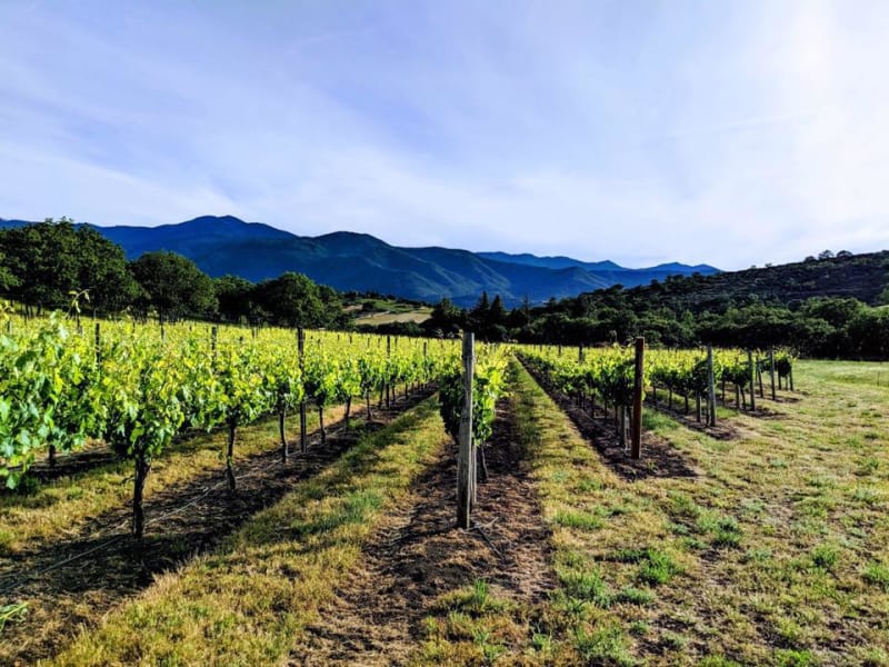 Rows of trellised grapevines under a blue sky, with forested mountains in the background.