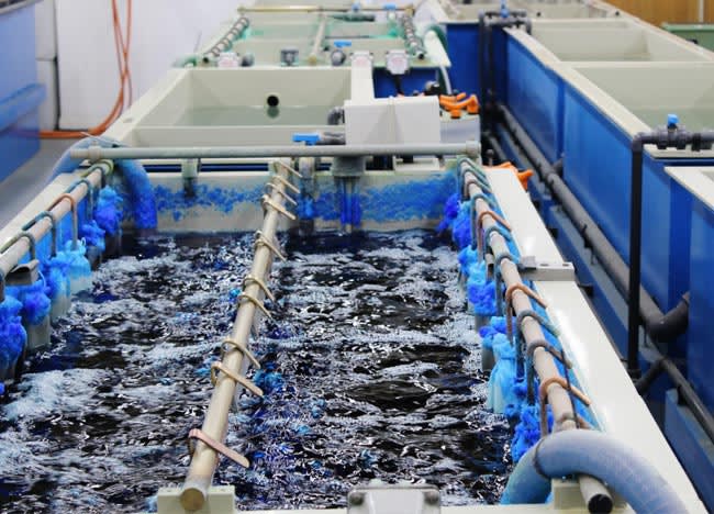 Ứng dụng Ozone hiệu quả xử lý Xyanua trong nước thải