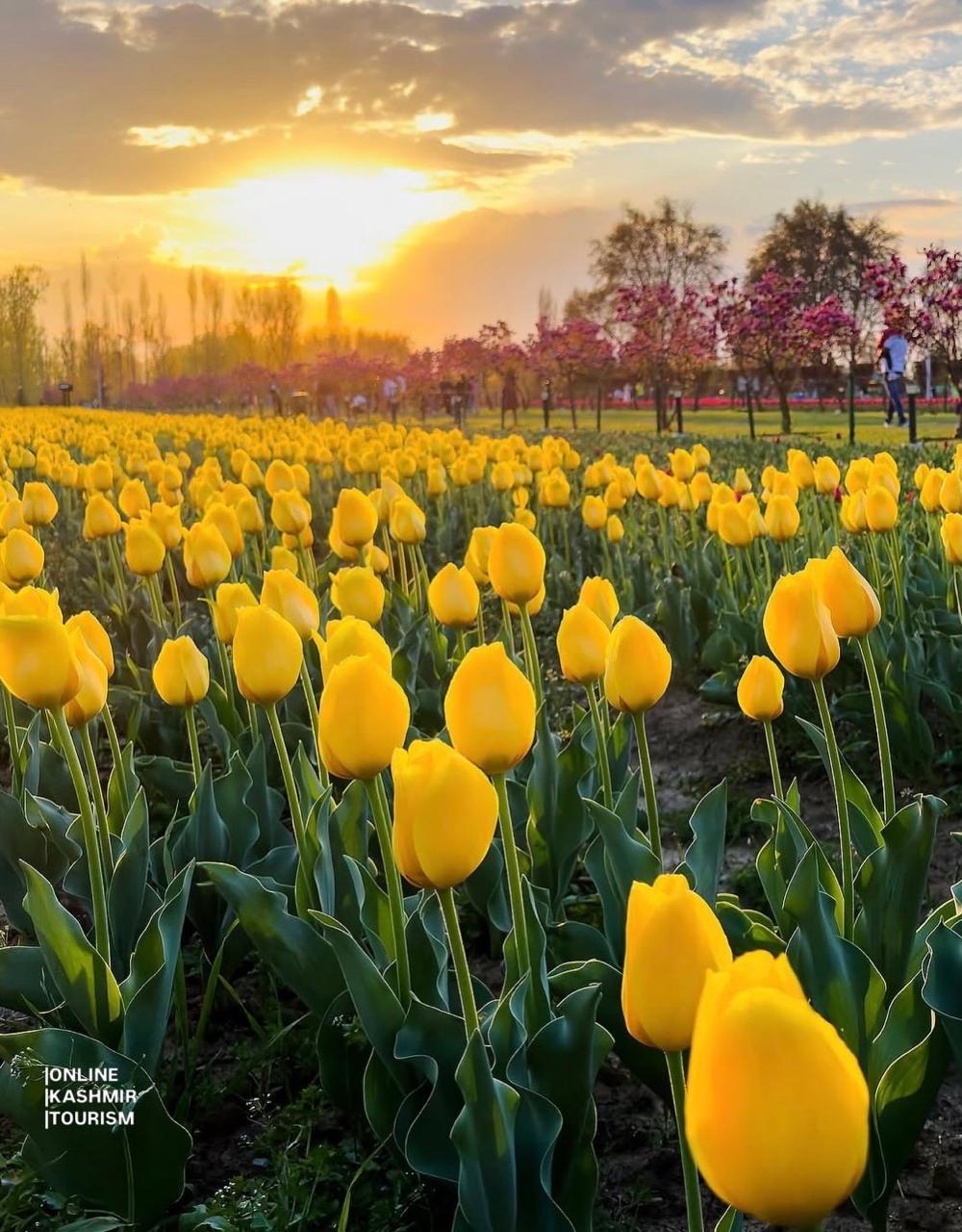 Kashmir landscape