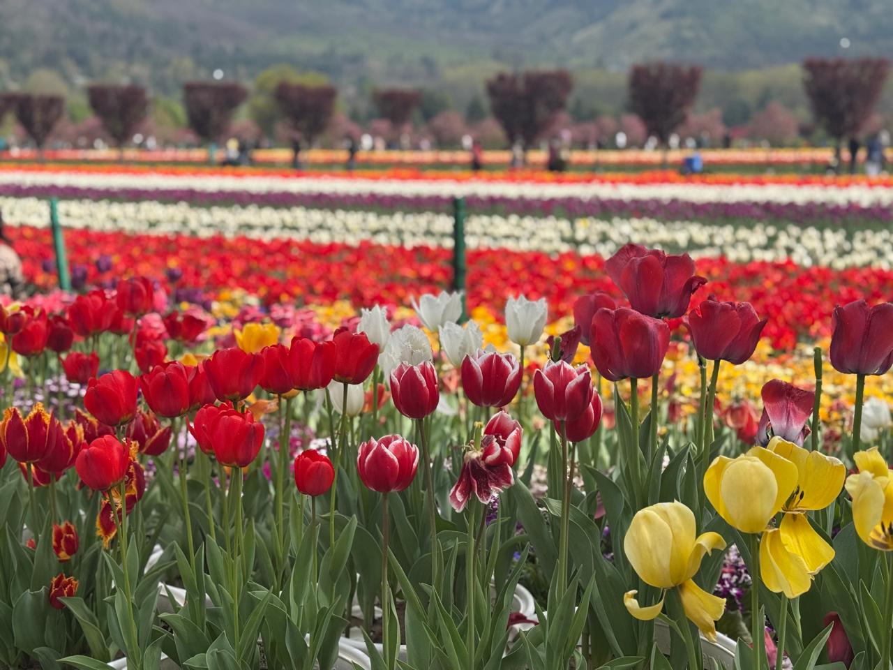 Kashmir landscape