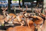 Nara Early Morning Deer Park & Todai-ji Walk (Beat the Crowds)