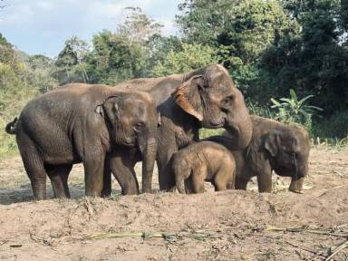 Chiang Mai: Elephant Sanctuary Feeding Program Half-Day Tour