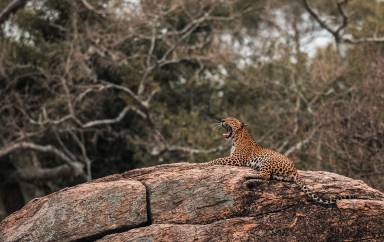 Yala National Park Leopard Safari Day Trip from Colombo