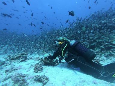 Hikkaduwa Reef Scuba Diving Session