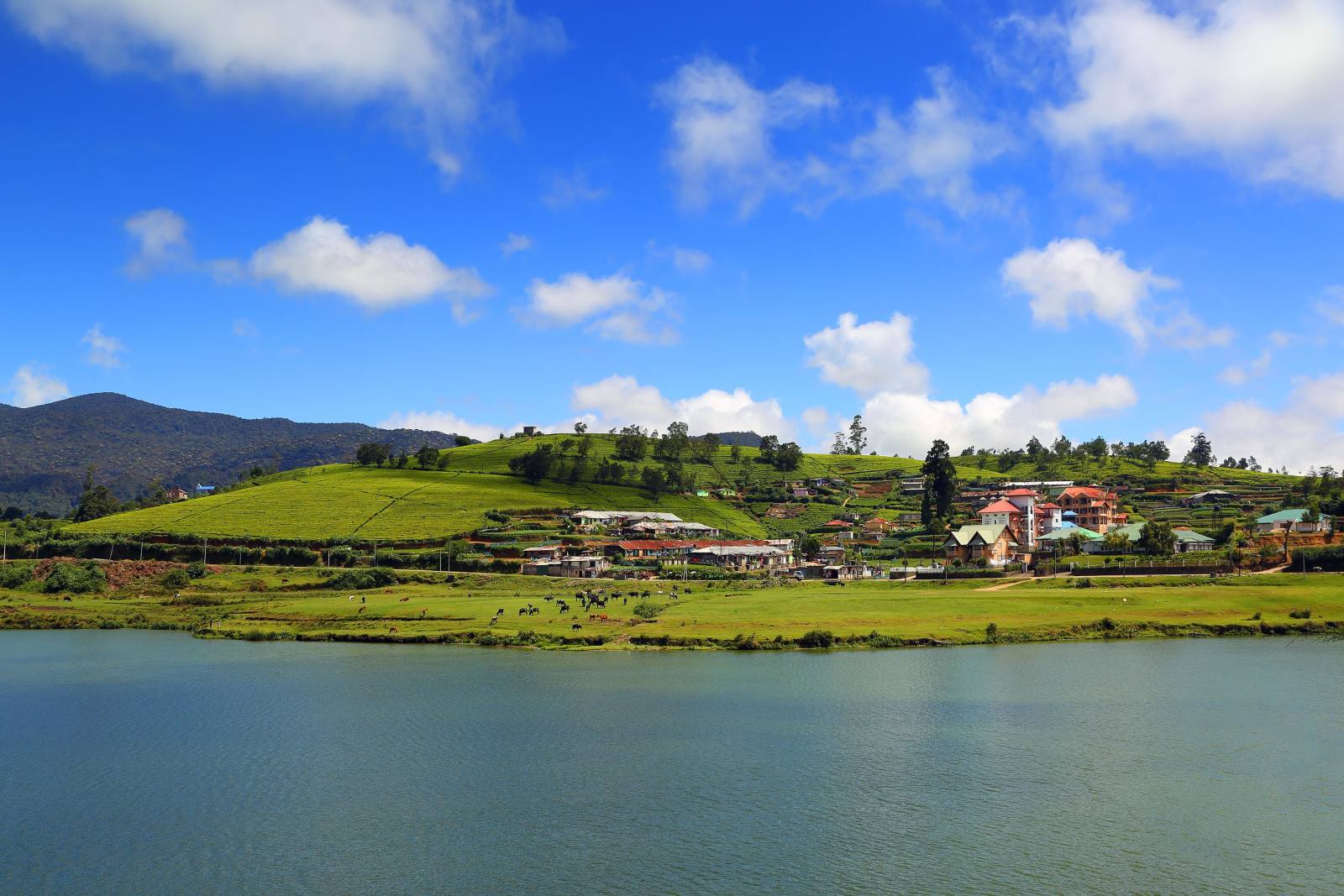 Nuwara Eliya Tea Country Day Trip from Colombo with High Tea 3