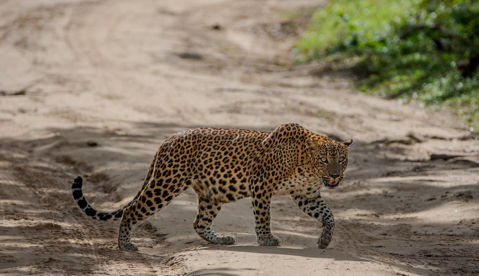 Udawalawe National Park Full-Day Safari from the Galle and Mirissa Coast — guided tour in Galle