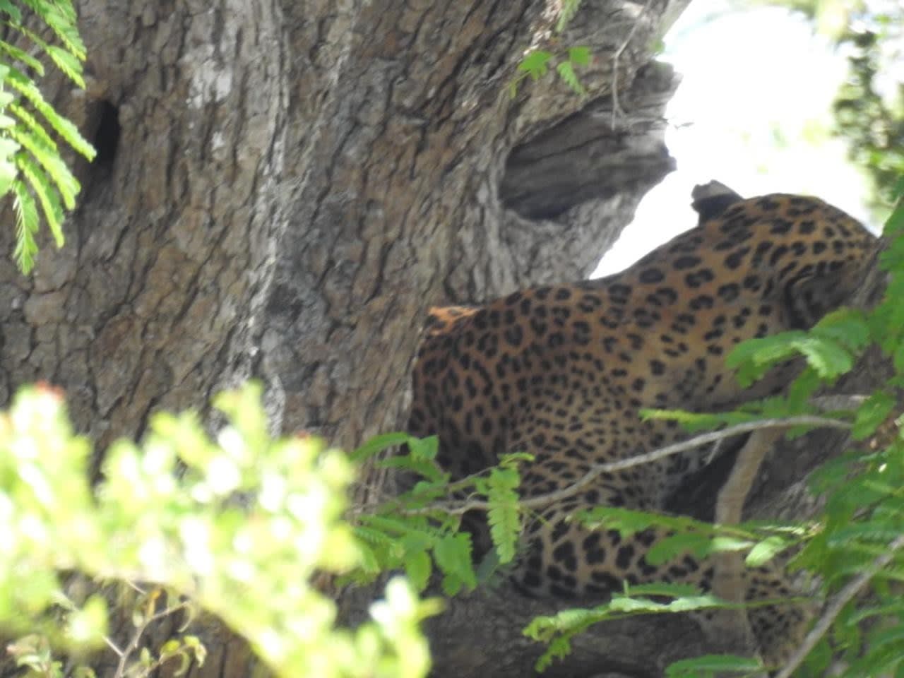 Private Yala Safari from Ella with a Dedicated Jeep and Tracker — guided tour in Ella