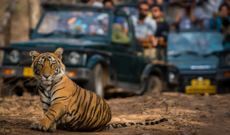 5 Days Golden Triangle Tour with Ranthambore Tiger Safari from Delhi — guided tour in Delhi