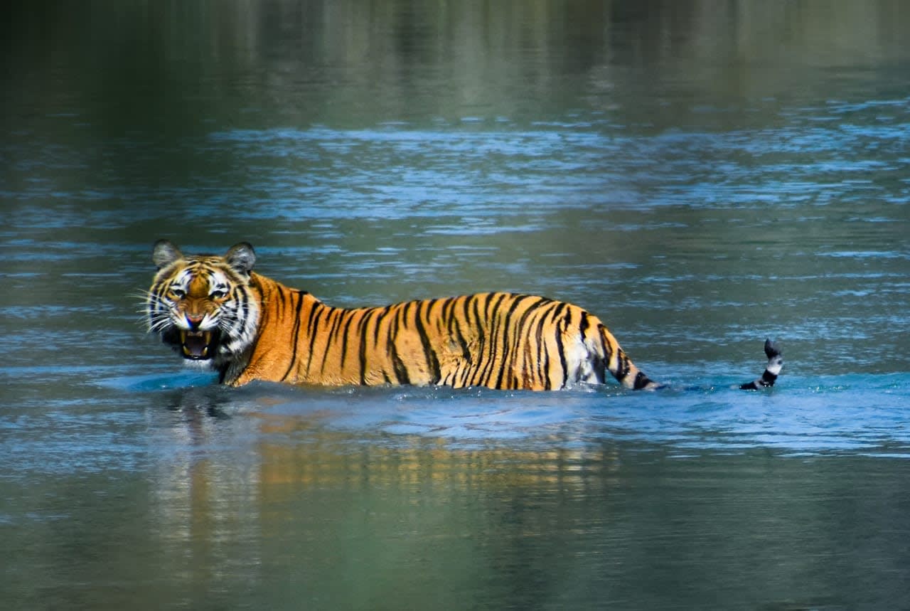 Best 6-Day Golden Triangle Tour with Tiger Safari — guided tour in Delhi
