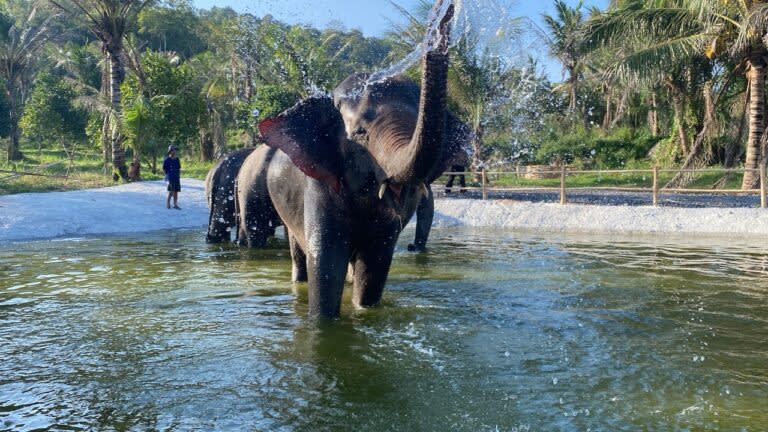 Bangkok Day Trip: Ethical Elephant Sanctuary Experience in Chonburi 2