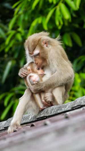 From Bangkok: Khao Yai National Park Small-Group Day Trip 2