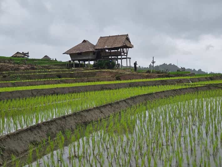 Chiang Mai : Pa Bong Piang Rice Terraces & Doi Inthanon 2