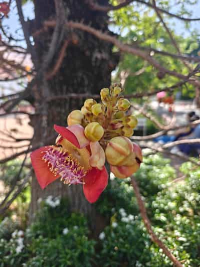 Chiang Mai: 3 Hour Old City and Temples Guided Walking Tour 2