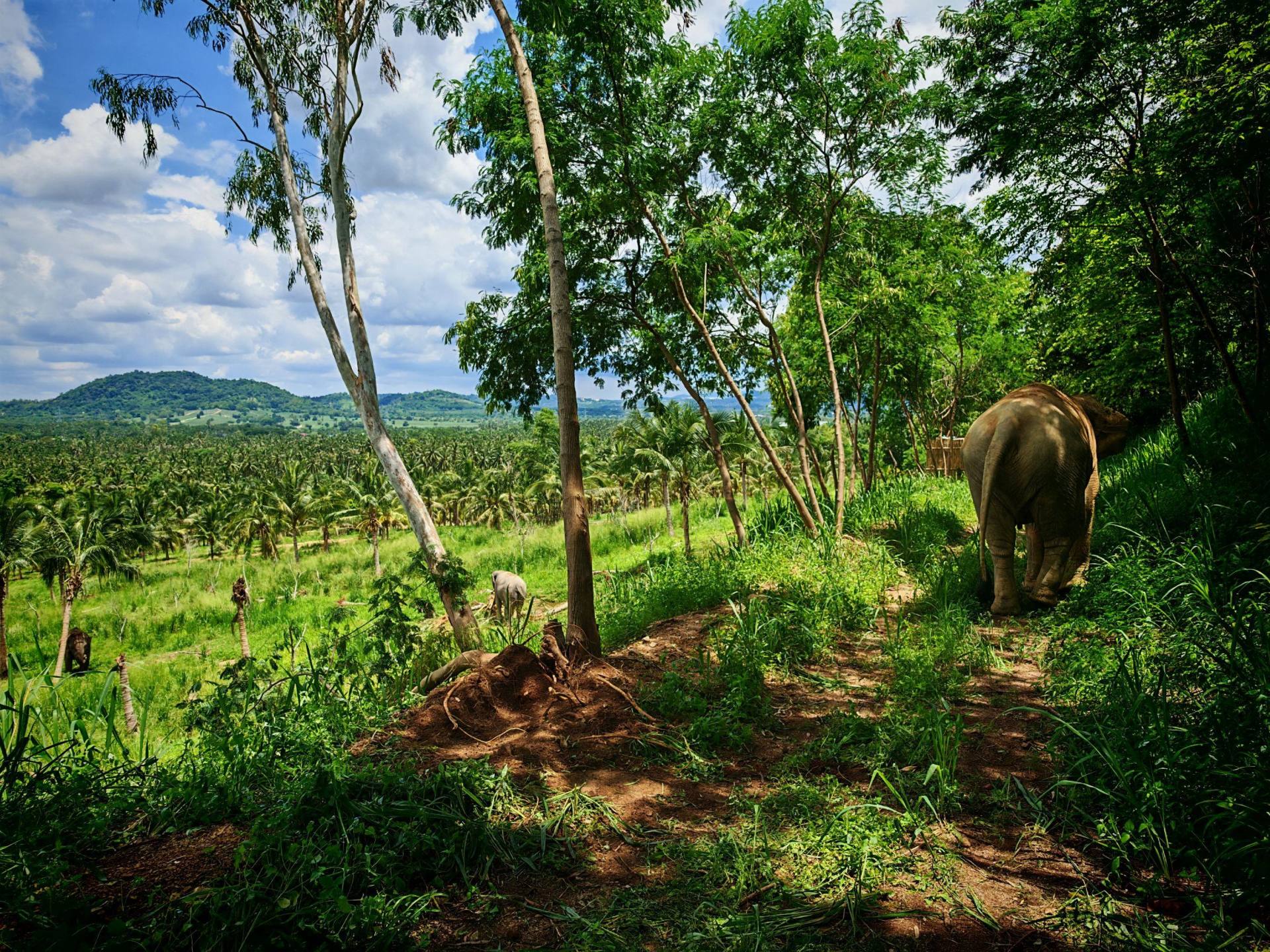 Ethical Elephant Sanctuary Day Trip from Pattaya 2