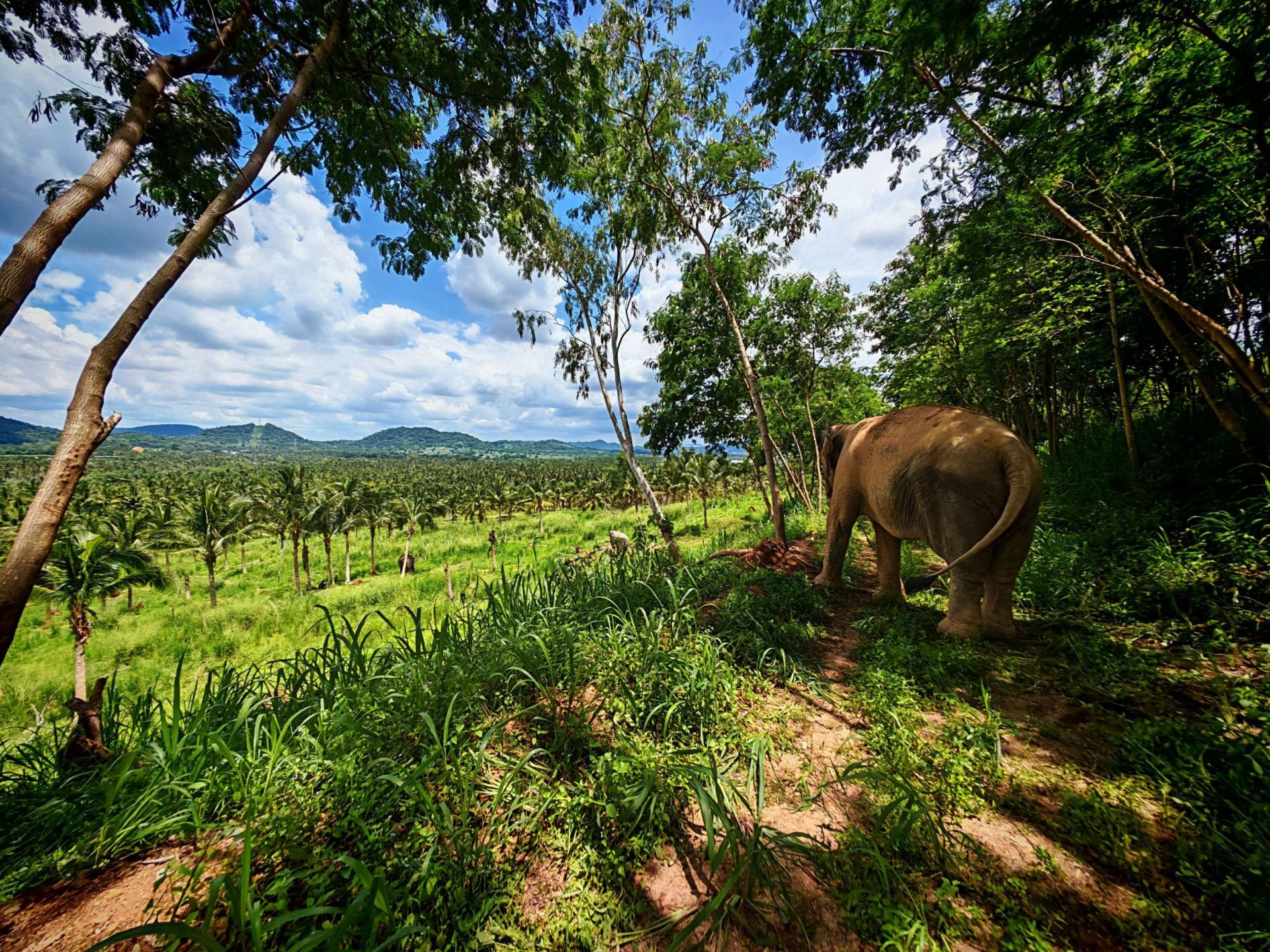 Ethical Elephant Sanctuary Day Trip from Pattaya 3