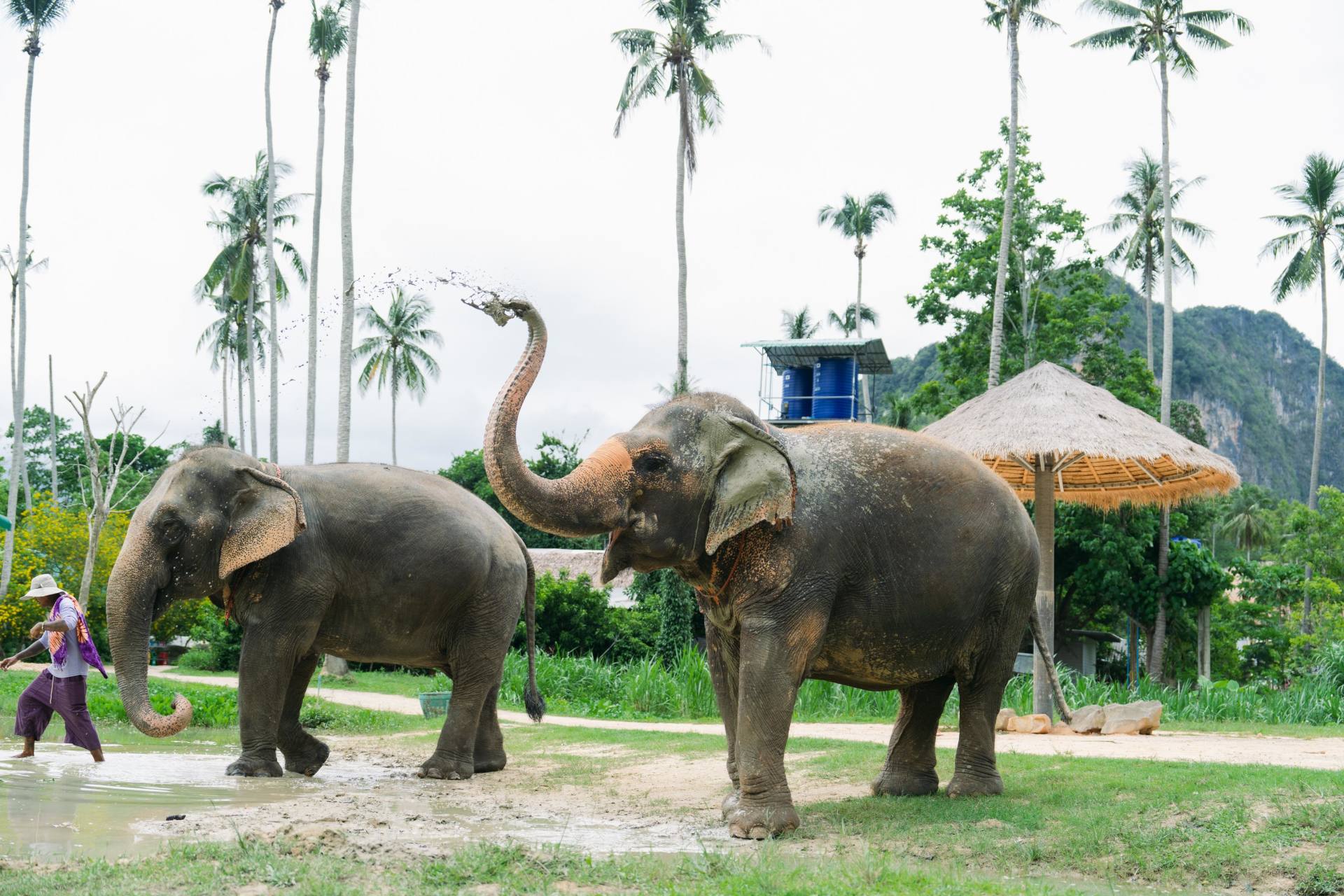 Ao Nang Elephant Sanctuary: Feed and Cook for Rescued Herds 2