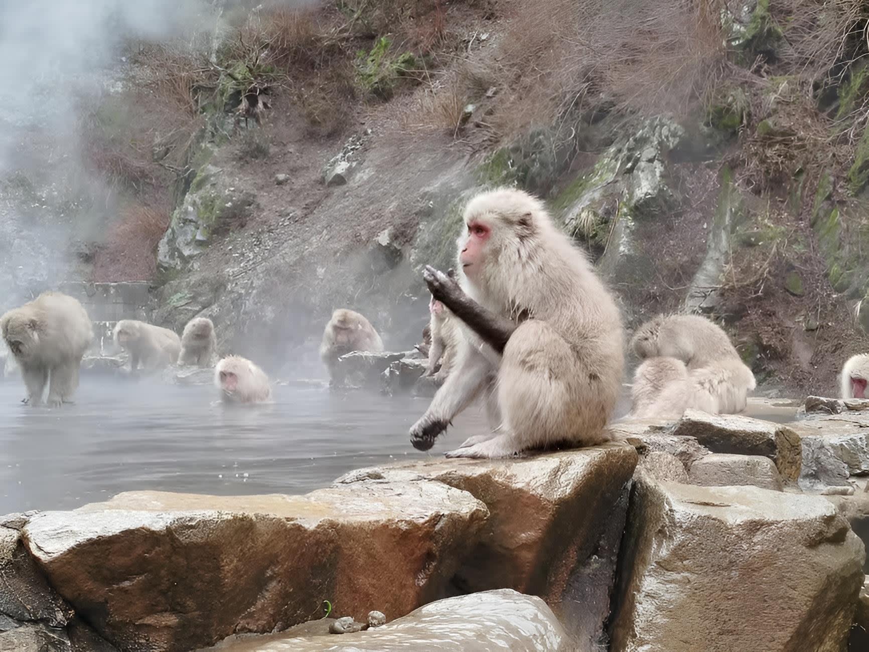 Snow Monkeys and Zenko-ji: Private Nagano Day Trip from Tokyo — guided tour in Tokyo