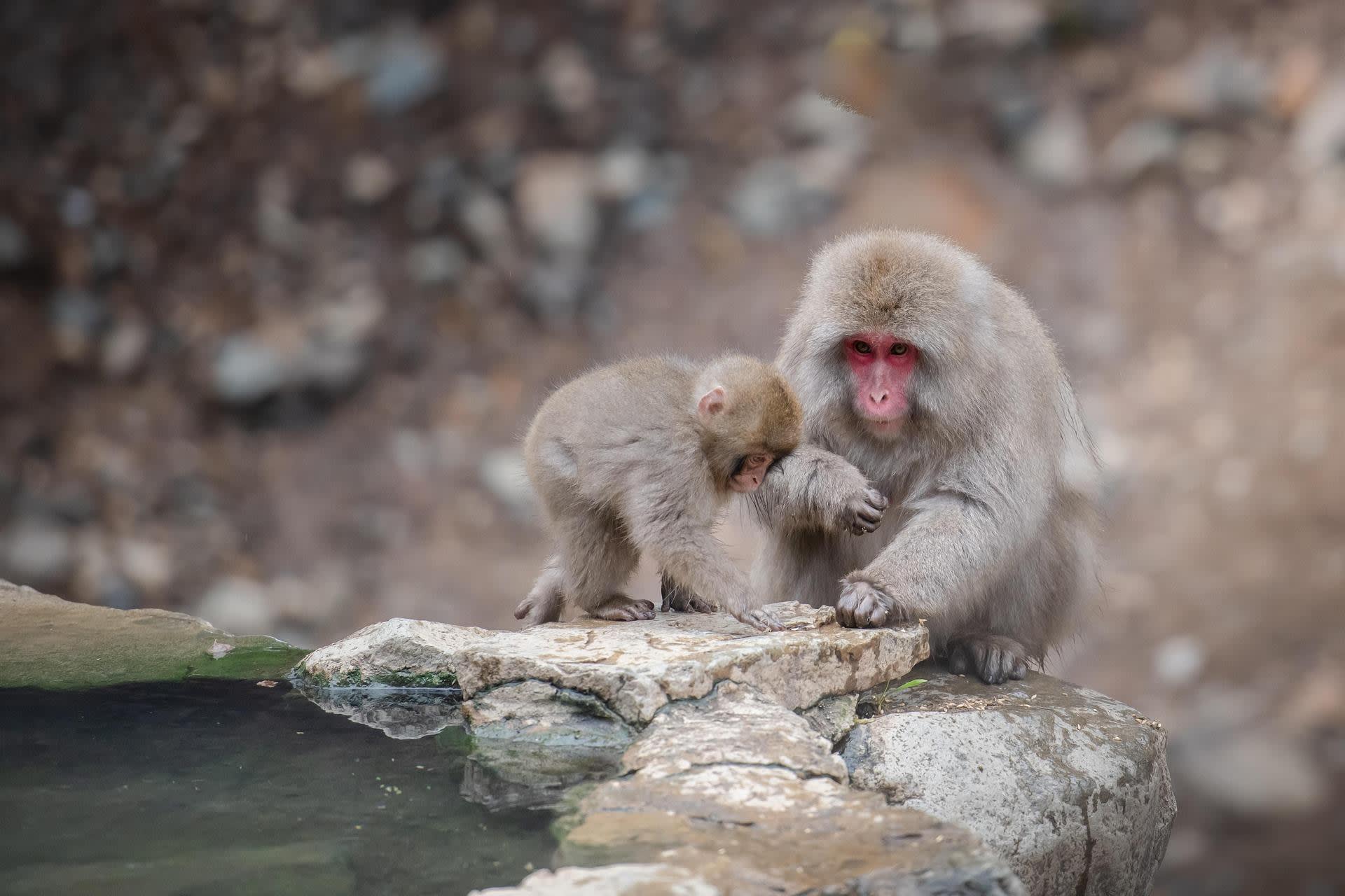 Snow Monkeys and Zenko-ji: Private Nagano Day Trip from Tokyo 2