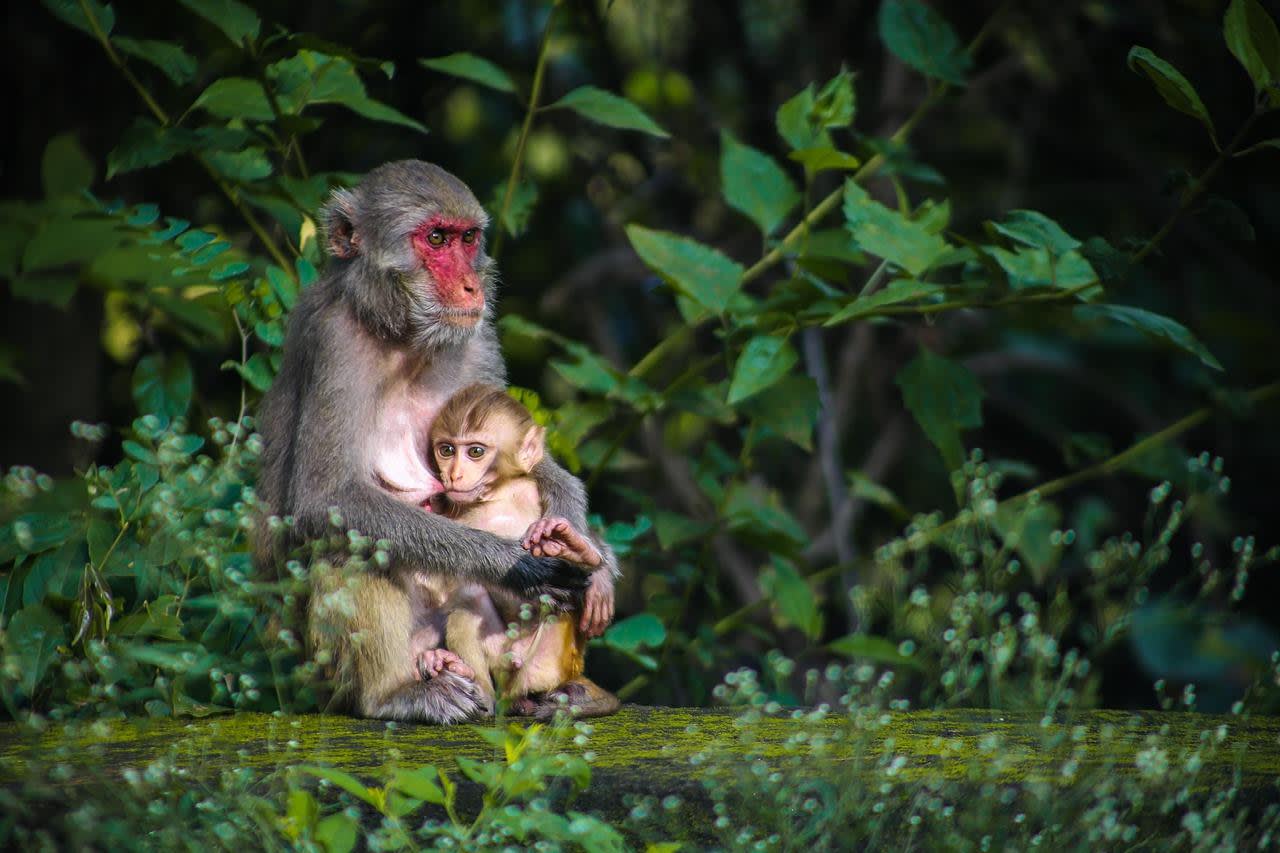 Snow Monkeys and Zenko-ji: Private Nagano Day Trip from Tokyo 3