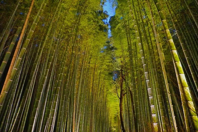 Kyoto 1-Day Private Car Tour — guided tour in Kyoto