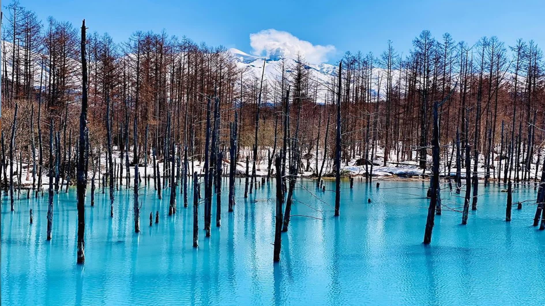 Hokkaido Day Trip from Sapporo: Asahiyama Zoo, Blue Pond & Shirahige Falls 3