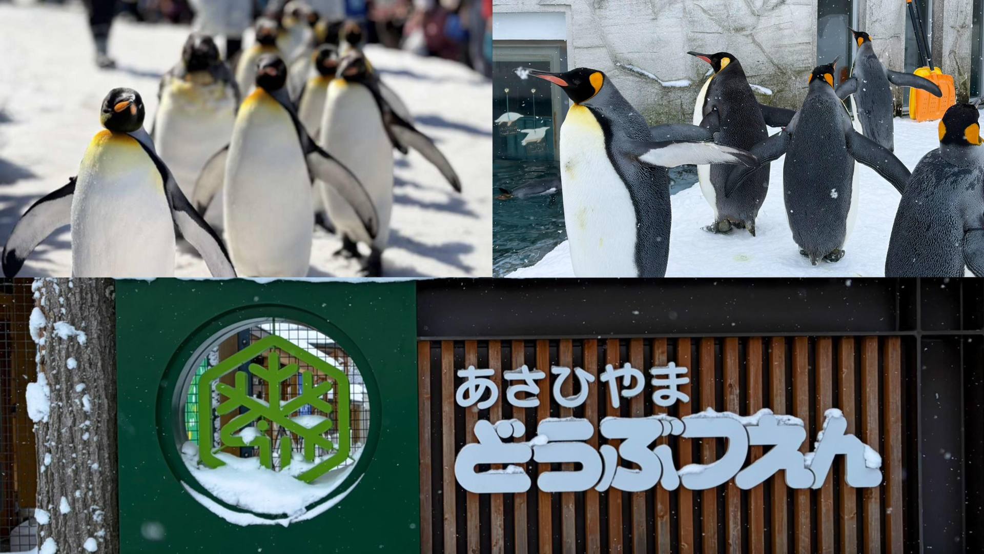 Asahikawa, Biei and Furano: Small-Group Winter Day Tour from Sapporo — guided tour in Sapporo